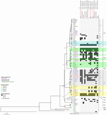 Comparative Genomics of Prunus-Associated Members of the Pseudomonas syringae Species Complex Reveals Traits Supporting Co-evolution and Host Adaptation